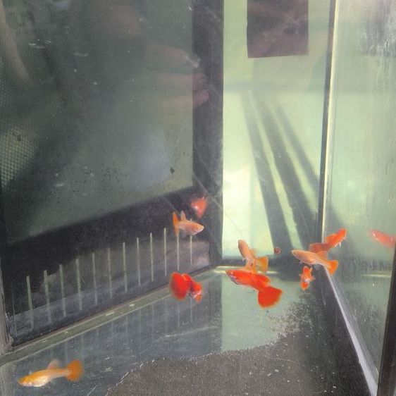 ปลาหางนกยูง albino full red ฟลูเรด รูปที่ 4