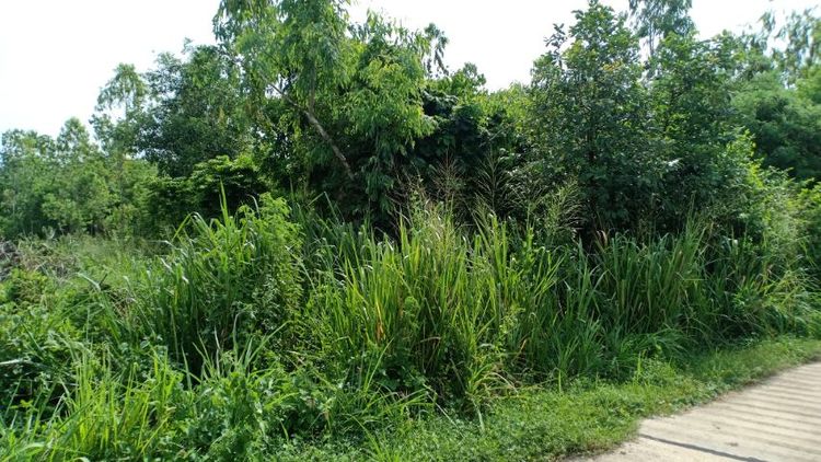 ขายที่ดินบ่อทอง 1-3-74ไร่ ต.บ่อกวางทอง อ.บ่อทอง จ.ชลบุรี รูปที่ 3