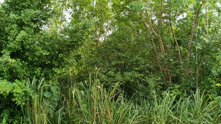 ขายที่ดินบ่อทอง 1-3-74ไร่ ต.บ่อกวางทอง อ.บ่อทอง จ.ชลบุรี รูปที่ 4