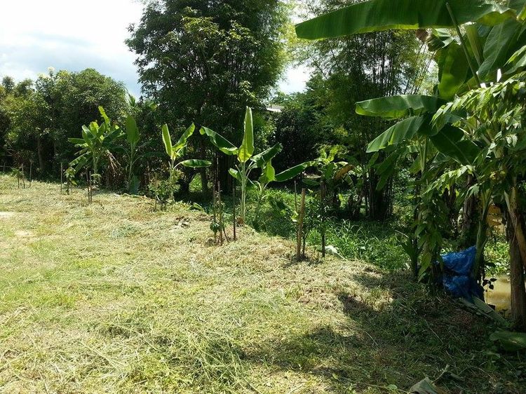 ที่ดินสวย