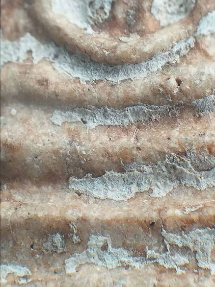 พิมพ์สังฆฏิ. รูปที่ 7