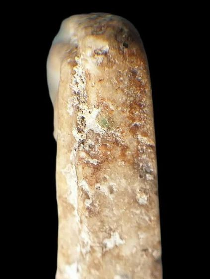 พิมพ์สังฆฏิ. รูปที่ 18