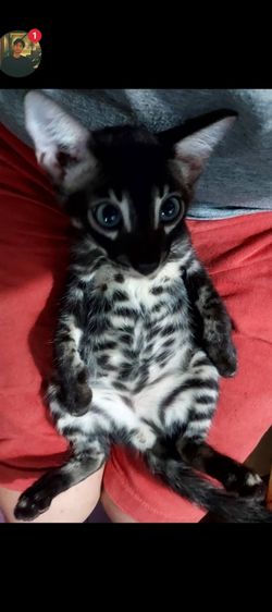 แมวเบงกอลสีชาโคล หล่อๆเข้มๆลายสวยมาก รูปที่ 2