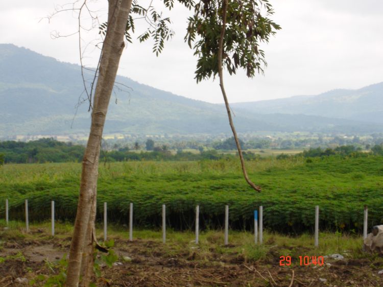 ไม่ใช่ ขายที่ดินโฉนดพร้อมโอน ขนาด 3 ไร่ 3 งาน 35 ตรว.ตั้งอยู่ด้านบน My Ozone ด้านหลังติดเขาแถมที่ครอบครอบติดโฉนด 13 ไร่ 2 งาน รังวัดขึ้นรูปแล้ว