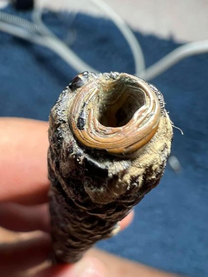 ตะกรุดหลวงพ่อแก้ว วัดสามเรือน อยุธยา ทองแดง ยาว 5 นิ้ว

 รูปที่ 5