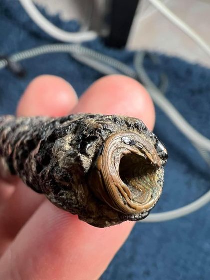 ตะกรุดหลวงพ่อแก้ว วัดสามเรือน อยุธยา ทองแดง ยาว 5 นิ้ว

 รูปที่ 11