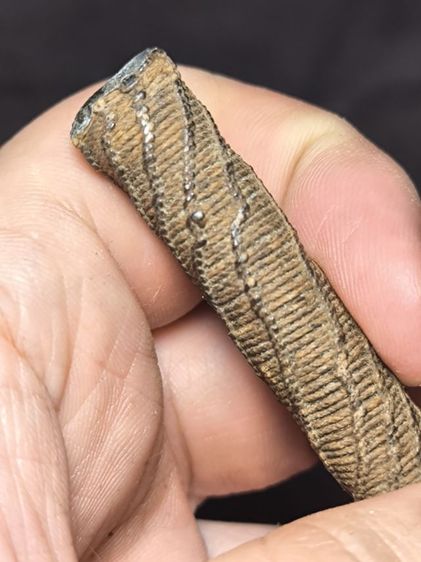 ตะกรุดมหาปราบหลวงพ่อคง วัดบางกะพ้อม รูปที่ 11