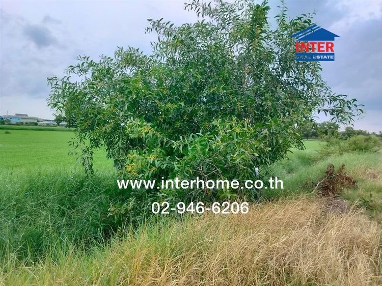 ที่ดินเปล่า 400 ตร.ว. ที่ดินเปล่า ซอยศูนย์บริการทรูเอเจ้นท์พลัส ถนนบางบัวทอง-สุพรรณ ลาดหลุมแก้ว ปทุมธานี รูปที่ 3