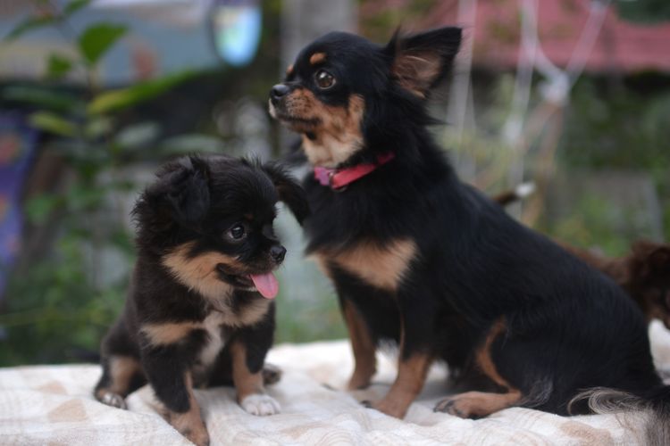 รับผสมพันธุ์ ชิวาวา  รูปที่ 6