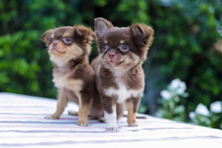 รับผสมพันธุ์ ชิวาวา  รูปที่ 7