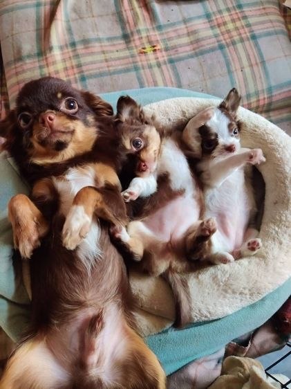 รับผสมพันธุ์ ชิวาวา  รูปที่ 3