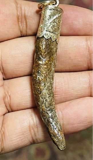 เขี้ยวหมูงอกสวย รูปที่ 2