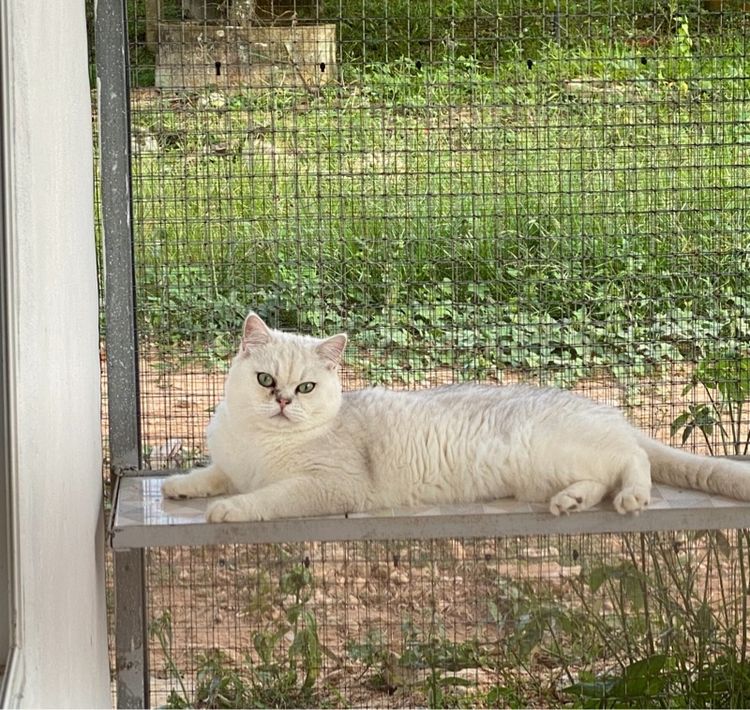 แมวโต หาบ้านใหม่ทั้ง3ตัว ต้องการหาเจ้าของใหม่ (คัดบ้าน) รูปที่ 2