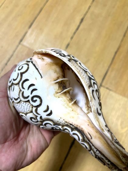 หอยสังข์ แกะสลักA3 รูปที่ 7