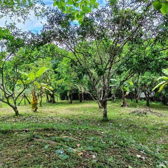 ขายที่สวนมะม่วงและลำไย ที่แม่ริม รูปที่ 2