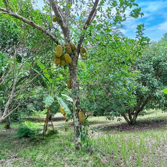 ขายที่สวนมะม่วงและลำไย ที่แม่ริม รูปที่ 3