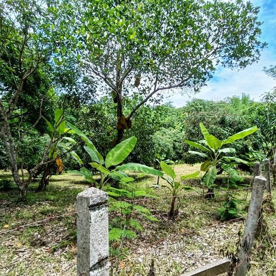 ขายที่สวนมะม่วงและลำไย ที่แม่ริม รูปที่ 4