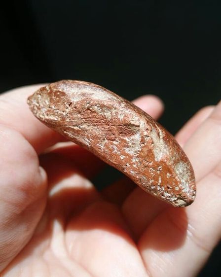 พระโคนสมอปางนาคปรก รูปที่ 5