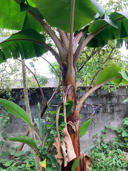 หน่อกล้วยนาค รูปที่ 5