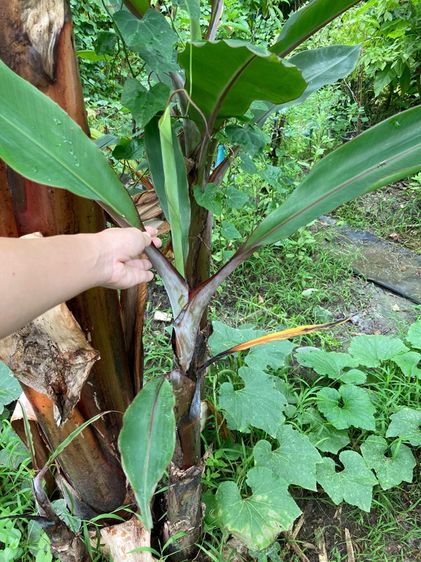 หน่อกล้วยนาค รูปที่ 3