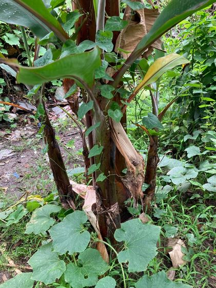 หน่อกล้วยนาค รูปที่ 2