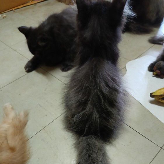 เปอร์แท้รับเองลดได้ค่ะ รูปที่ 8