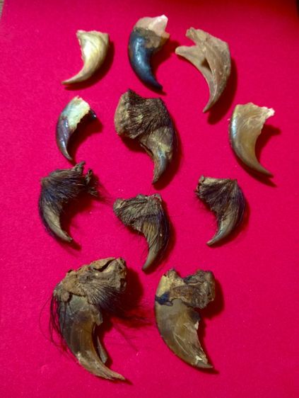 ของทลสิทธิ์เสริมอำนาจบารมี..ขายเหมา 9 ชิ้น.. เล็บแท้เดิมสภาพเยี่ยม รูปที่ 12