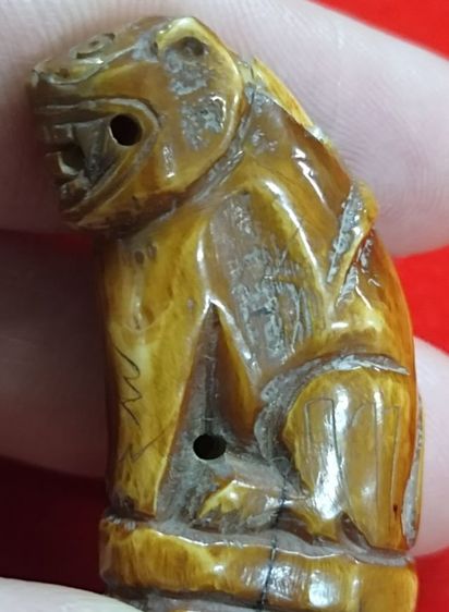 เสือหลวงพ่อปาน สวยใหญ่ อ้าปากตัวผู้ รูปที่ 5