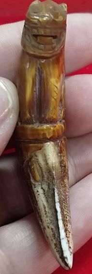 เสือหลวงพ่อปาน สวยใหญ่ อ้าปากตัวผู้ รูปที่ 10