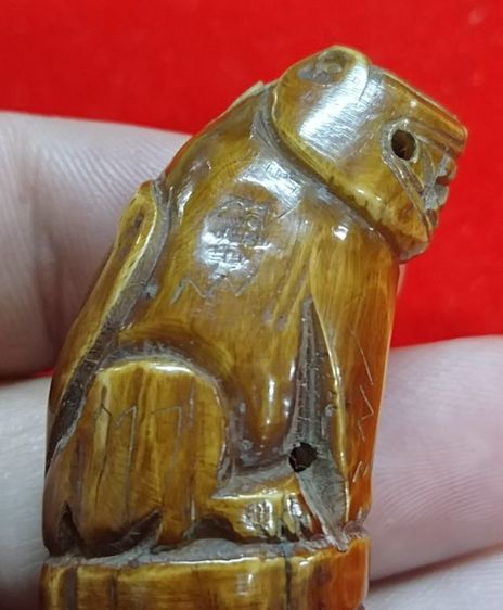 เสือหลวงพ่อปาน สวยใหญ่ อ้าปากตัวผู้ รูปที่ 8