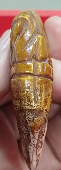 เสือหลวงพ่อปาน สวยใหญ่ อ้าปากตัวผู้ รูปที่ 14