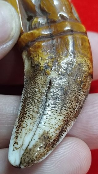 เสือหลวงพ่อปาน สวยใหญ่ อ้าปากตัวผู้ รูปที่ 6