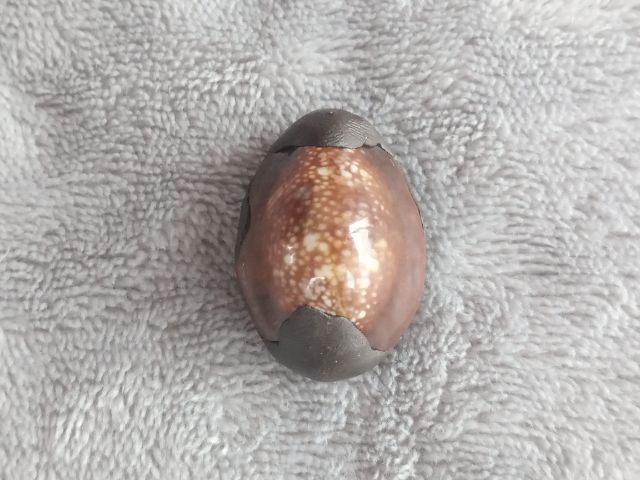 เบี้ยแก้ รุ่น มหากัน หลวงปู่แผ้ว ผลปัญโญ สำนักสงฆ์ใสหลวง จ.พัทลุง ปี 2567 รูปที่ 2