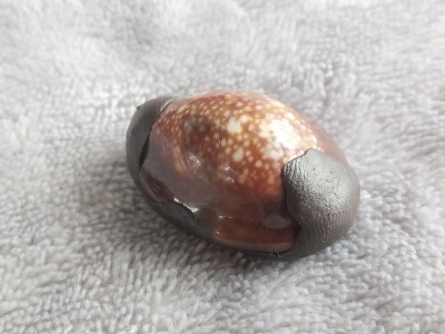 เบี้ยแก้ รุ่น มหากัน หลวงปู่แผ้ว ผลปัญโญ สำนักสงฆ์ใสหลวง จ.พัทลุง ปี 2567 รูปที่ 4