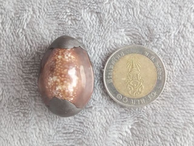 เบี้ยแก้ รุ่น มหากัน หลวงปู่แผ้ว ผลปัญโญ สำนักสงฆ์ใสหลวง จ.พัทลุง ปี 2567 รูปที่ 9