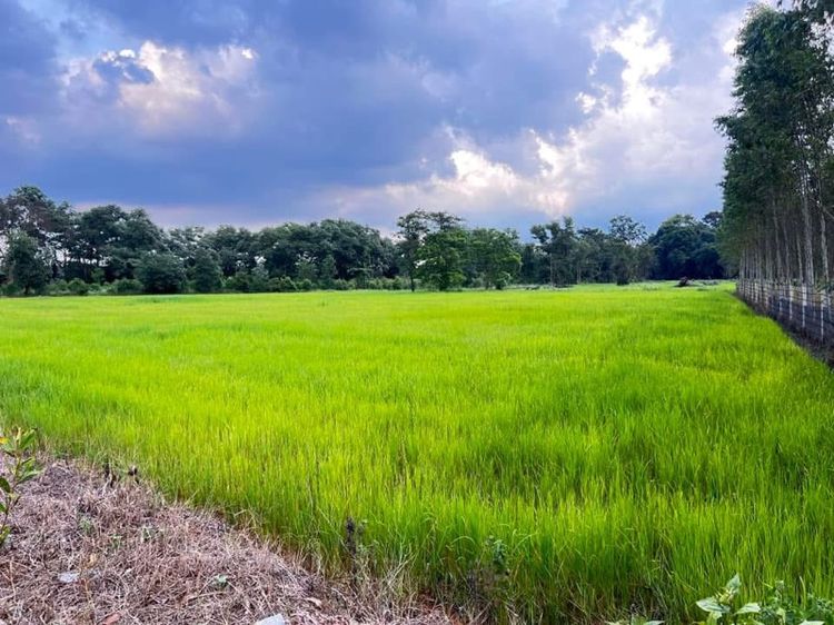 ขายที่นา รูปที่ 4