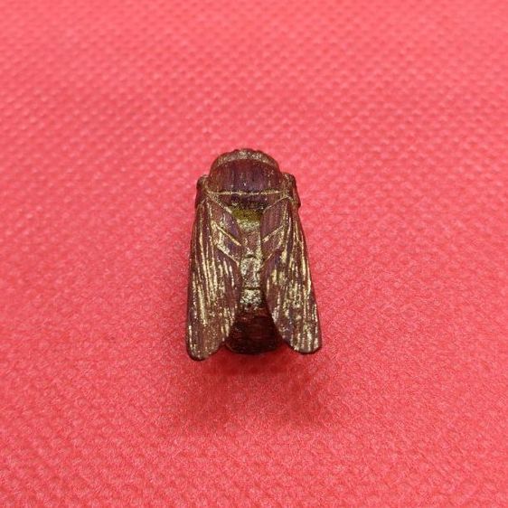 แมลงภู่คำไม้ดุมล้อเกวียน ประเทศพม่า รูปที่ 2