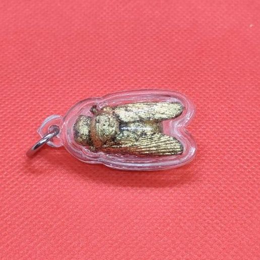 แมลงภู่คำไม้ดุมล้อเกวียน ประเทศพม่า รูปที่ 2