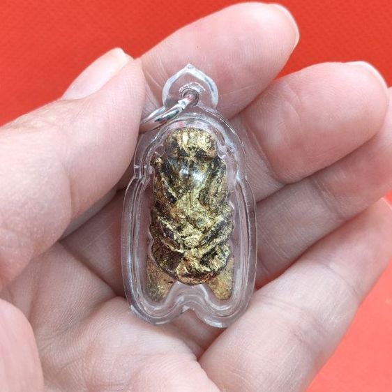 แมลงภู่คำไม้ดุมล้อเกวียน ประเทศพม่า รูปที่ 8