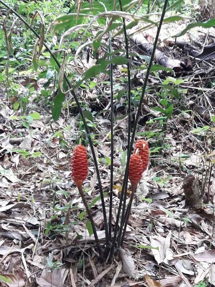 ต้องการขายที่ดิน สวนยาง เนื้อที่ 23ไร่ ซีวิว อ่าวฉลอง ภูเก็ต