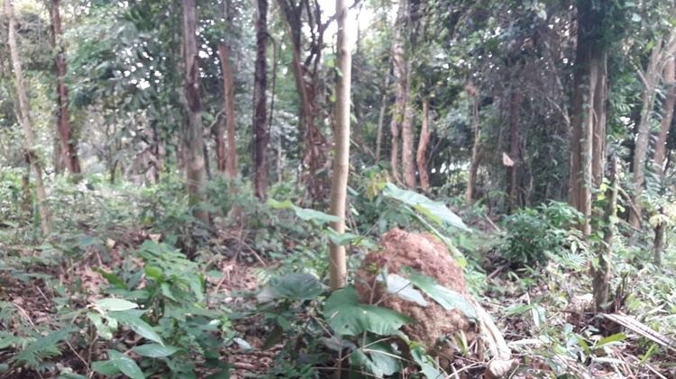 ต้องการขายที่ดิน สวนยาง เนื้อที่ 23ไร่ ซีวิว อ่าวฉลอง ภูเก็ต รูปที่ 4