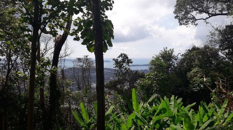 ต้องการขายที่ดิน สวนยาง เนื้อที่ 23ไร่ ซีวิว อ่าวฉลอง ภูเก็ต รูปที่ 3