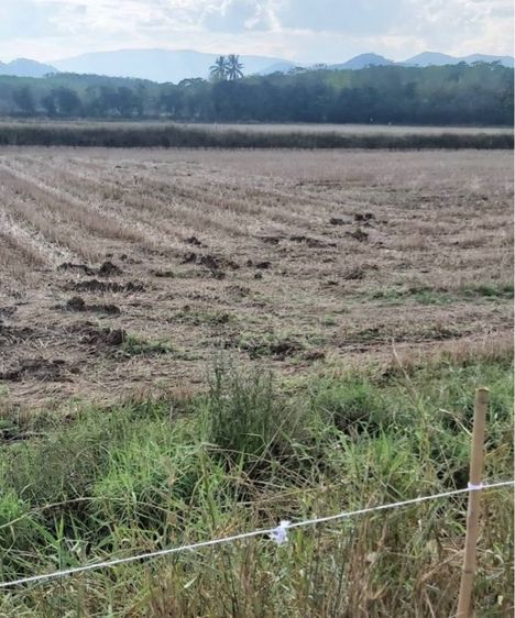 ขายด่วน ที่ดินเปล่า 14 ไร่ ติดถนนดิน ทำเล ต.อาฮี อ.ท่าลี่ จ เลย เจ้าของขายเอง 