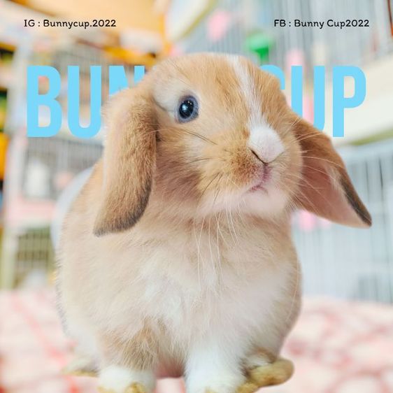 กระต่าย HL รูปที่ 2