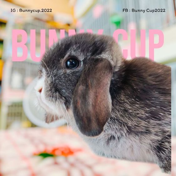 กระต่าย HL รูปที่ 12