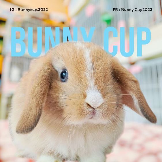 กระต่าย HL รูปที่ 6