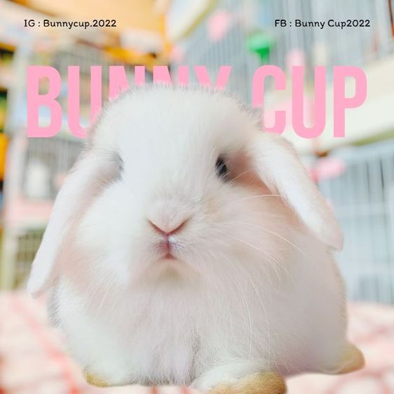 กระต่าย HL รูปที่ 3