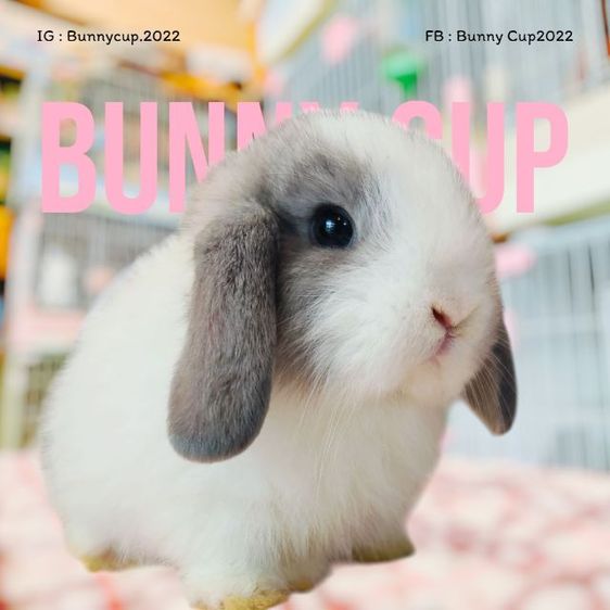 กระต่าย HL รูปที่ 15