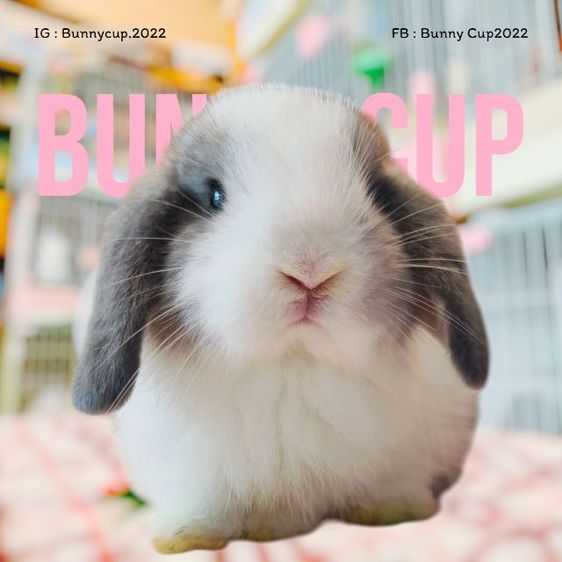 กระต่าย HL