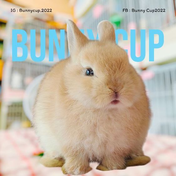 กระต่าย ND